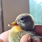 Gutschi Ranch דירה Kamp