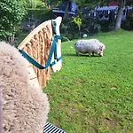 アパート Gutschi Ranch Kamp