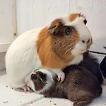 Gutschi Ranch דירה *