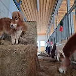 Gutschi Ranch