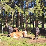 Gutschi Ranch *