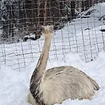 Gutschi Ranch * Kamp