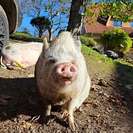 Gutschi Ranch 아파트 *