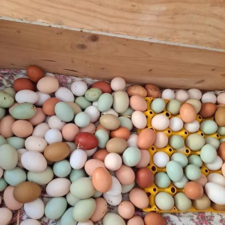 Apartman Gutschi Ranch *