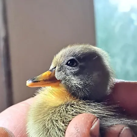 Gutschi Ranch Апартаменты Камп