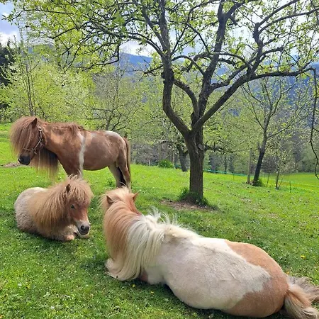 Gutschi Ranch * Камп