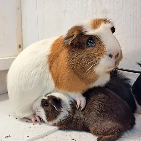 Gutschi Ranch Апартаменты *