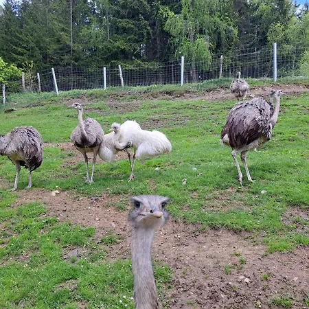 Gutschi Ranch 아파트