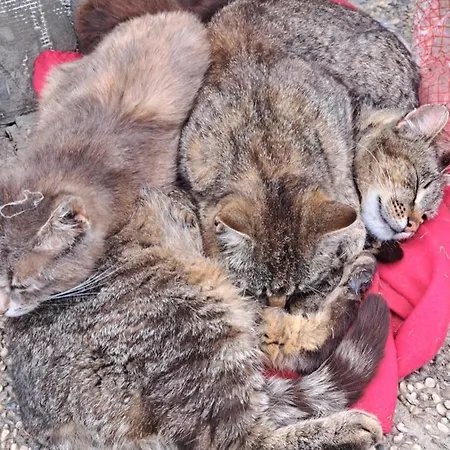 Gutschi Ranch 아파트 Kamp