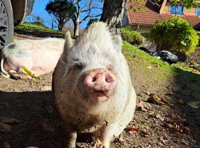 Gutschi Ranch Appartamento *