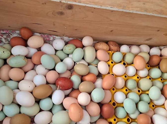 Appartamento Gutschi Ranch *