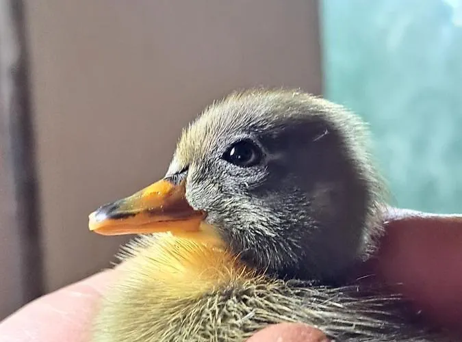 Gutschi Ranch Appartamento Kamp