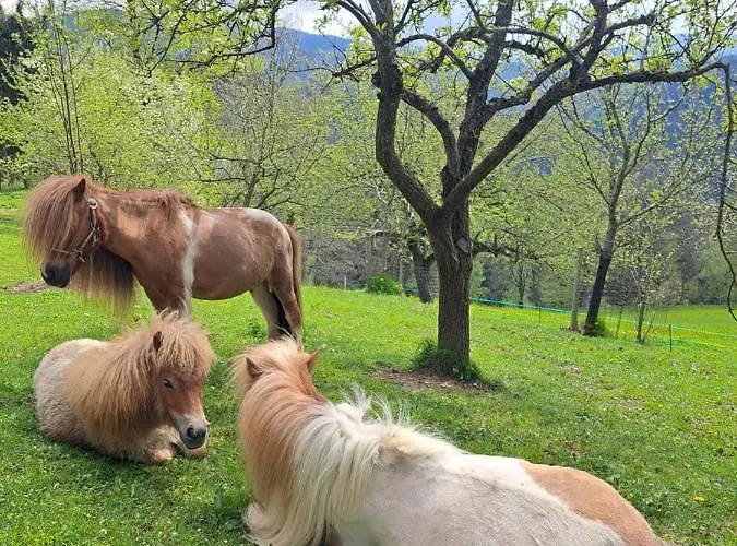 Gutschi Ranch * Kamp