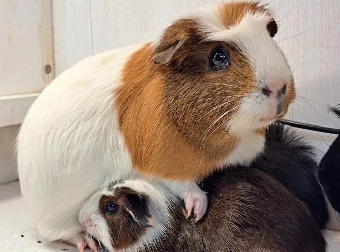 Gutschi Ranch Appartamento *