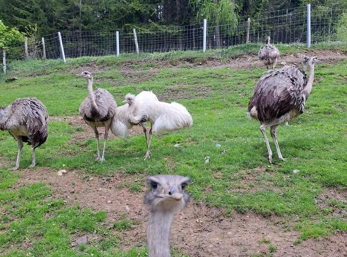 Gutschi Ranch Appartamento