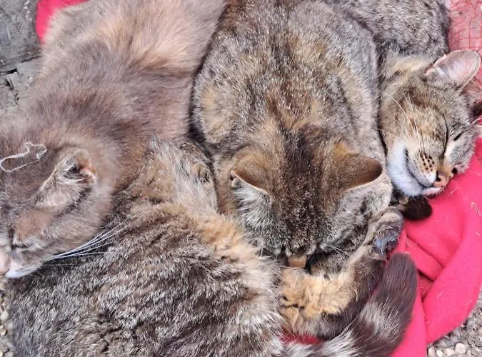 Gutschi Ranch Appartamento Kamp