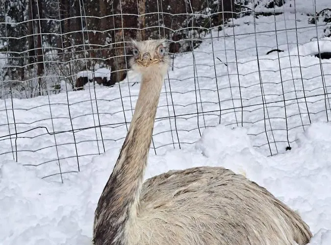 Gutschi Ranch * Kamp